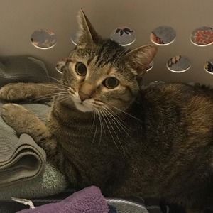 Meet your Posher, Caitlyn